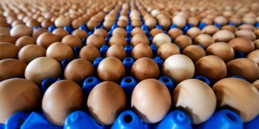 yumurta-ihracatinda-15-dolarlik-fon-kaldirildi-lUW2e72a.jpg